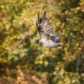 Vrána obecná (Corvus corone)