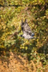 Vrána obecná (Corvus corone)