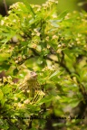 Čížek lesní (Carduelis spinus, sn. Spinus spinus)
